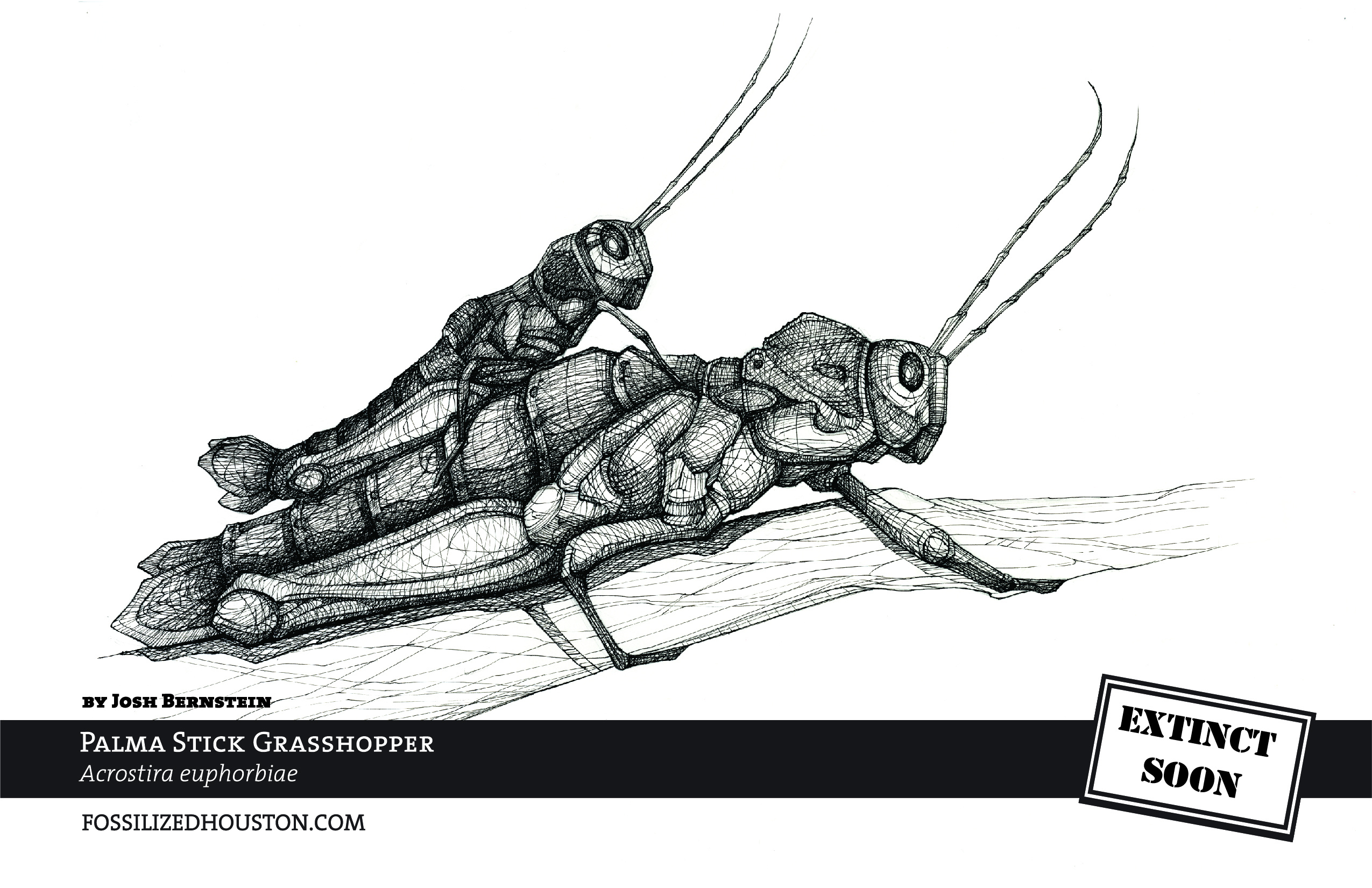 Palma Stick Grasshopper