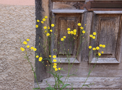 Fleurs devant porte - Projet Relier écopsychologie nature bruxelles