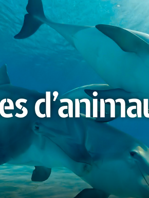 Documentaire Arte : Paroles d'animaux