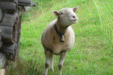 Vous avez un compagnon animal et vous souhaitez mieux le comprendre, avoir son avis ?