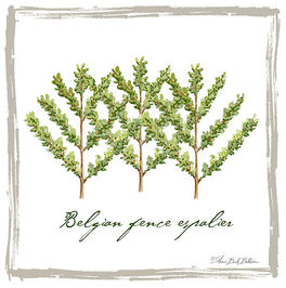 3279 Espalier Belgian fence_150dpi_border_IG.jpg