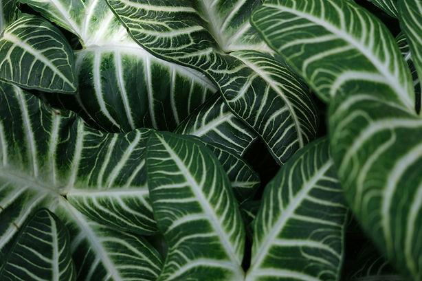 kiki-kramer-eghynwvNd3I-unsplash.jpg