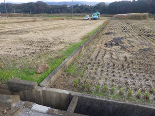 T様宅　畦畔コンクリート打換え工事（着工前）