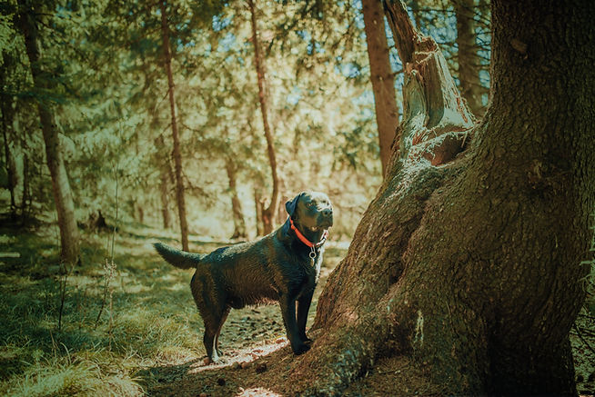 black-labrador-retriever-dog-walk-dog-nature-senior-dog-grass-forest_edited.jpg