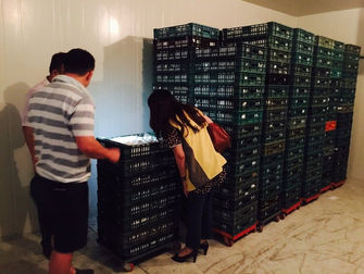 嘉縣苗栗計算法不同 失蹤芬普尼蛋數量出現2萬多顆出入