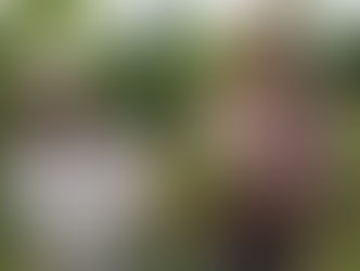 檸檬比文旦大 文旦長得像木瓜