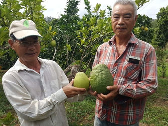 檸檬比文旦大 文旦長得像木瓜