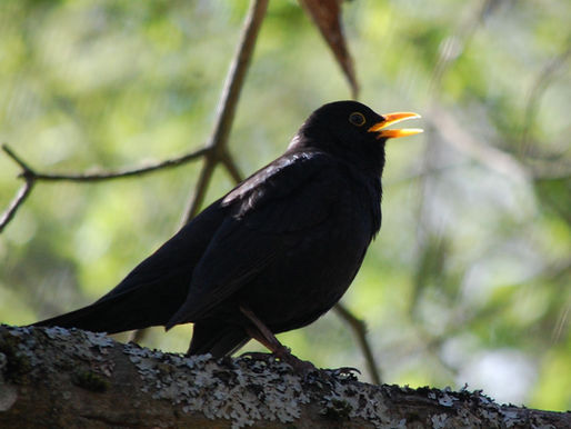 Vogels claimen de nacht