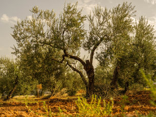 Why Choose Extra Virgin Olive Oil: The Gold of Spain