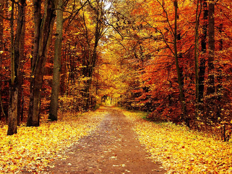 Lessons from the trees- on acceptance and "being in" every season of your life