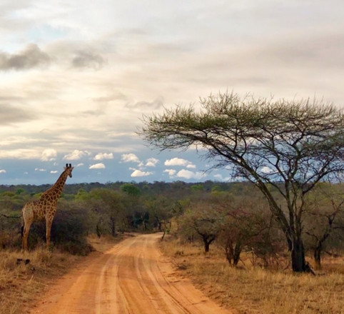 A Kapama Private Game Reserve Landscape