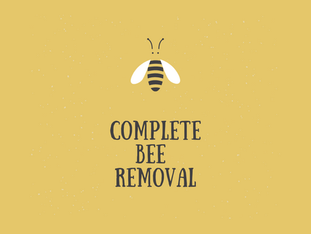 Bee Removal Westwood CA