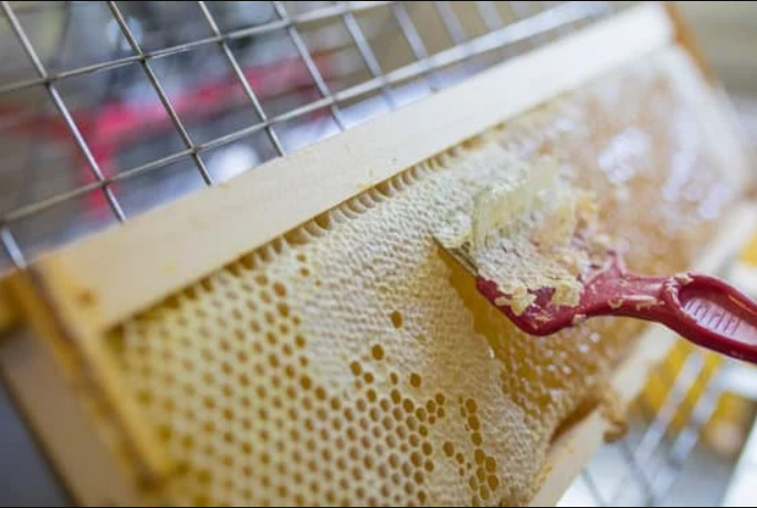 Southern California Bee Removal & Repair, Bee Hive, Bee Removal, Home Remodel & Repair