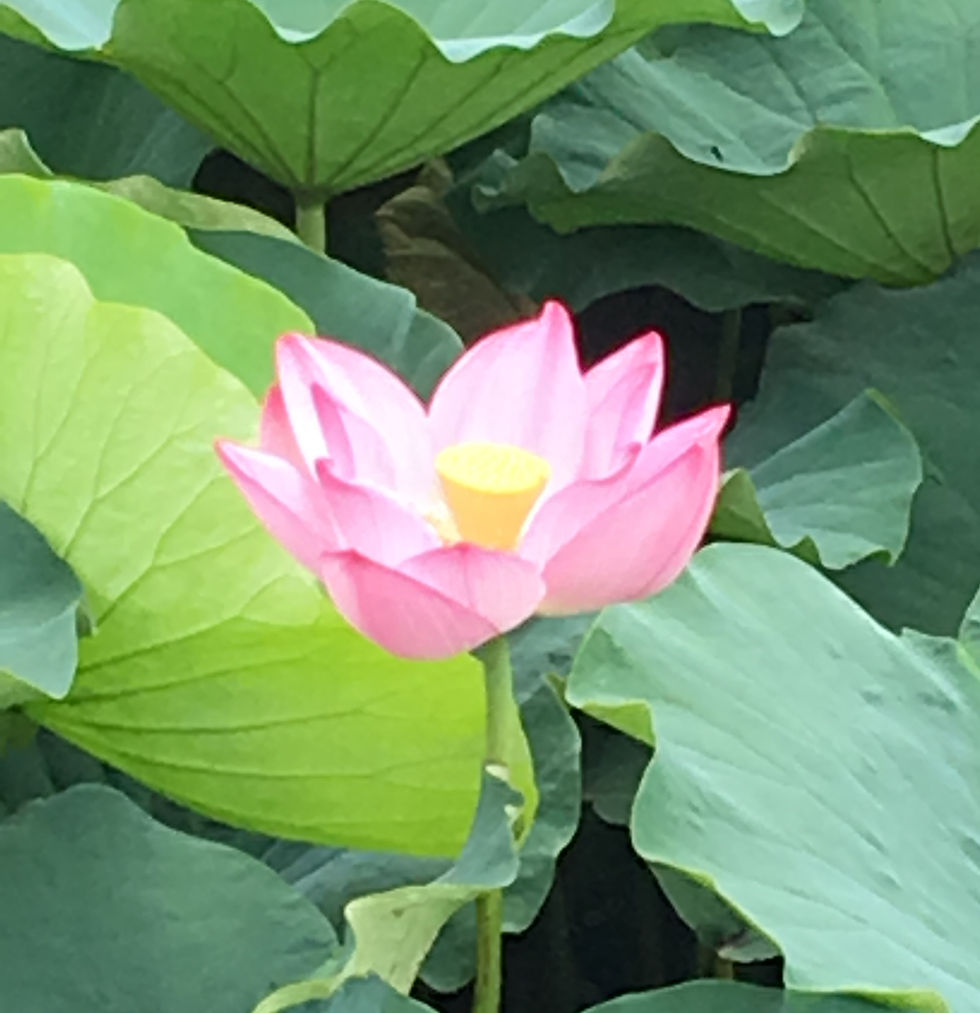 "O progresso é a soma de pequenos esforços repetidos dia após dia."