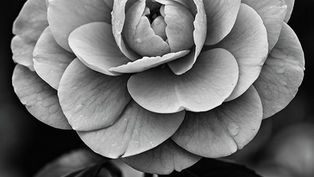 Fiori e nature morte - Bianco e nero