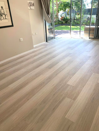 Oak hybrid Wooloongabba