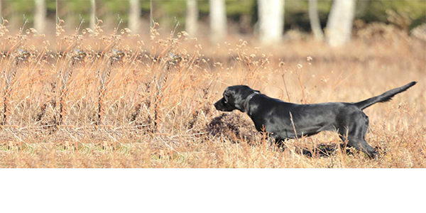 pointing lab kennels