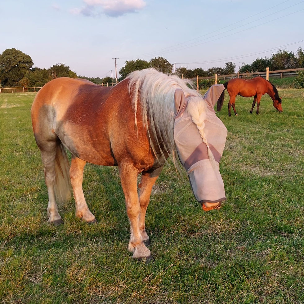 Masque anti-mouches Buster Xtra - Premier Equine