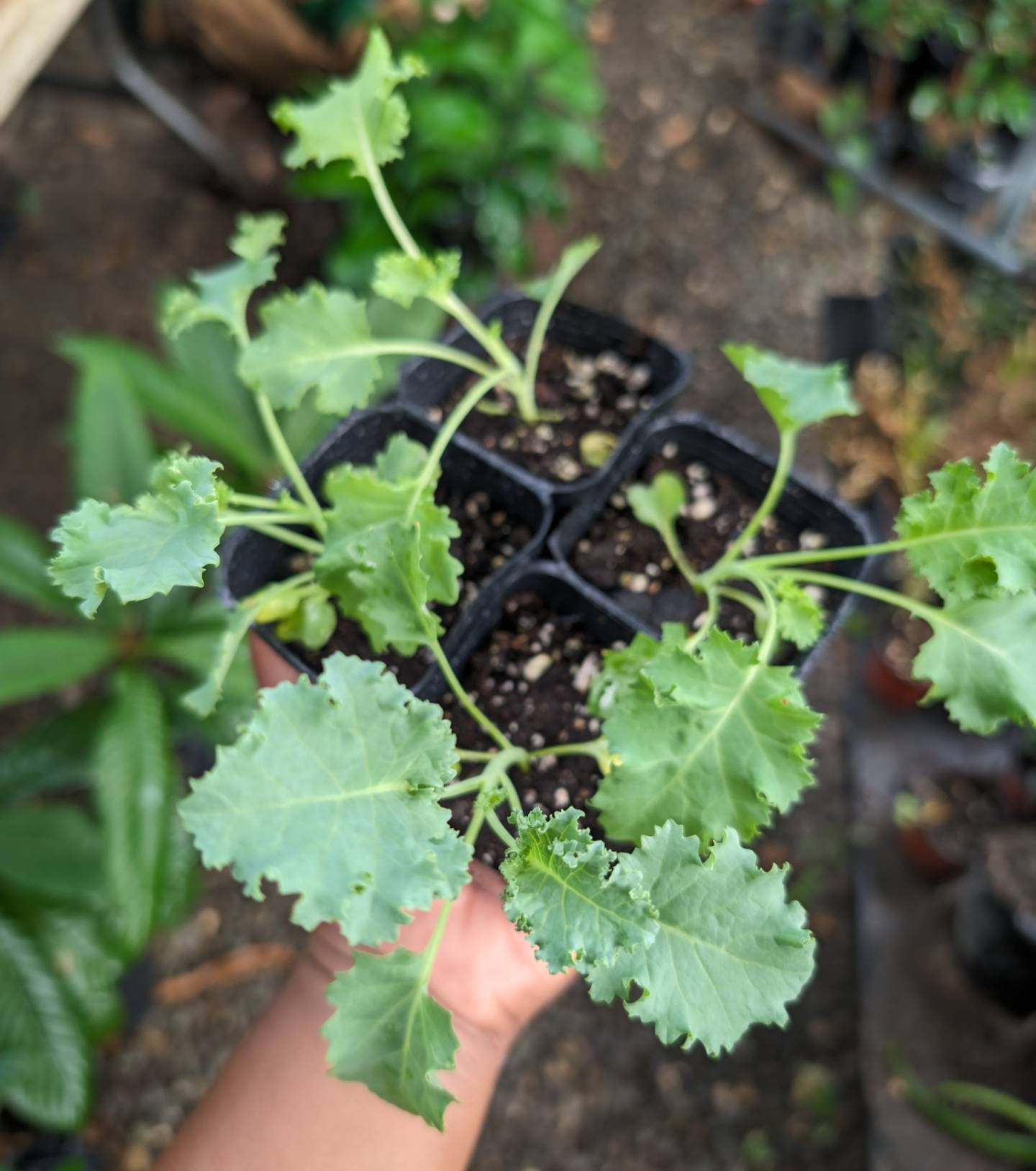Curly Kale