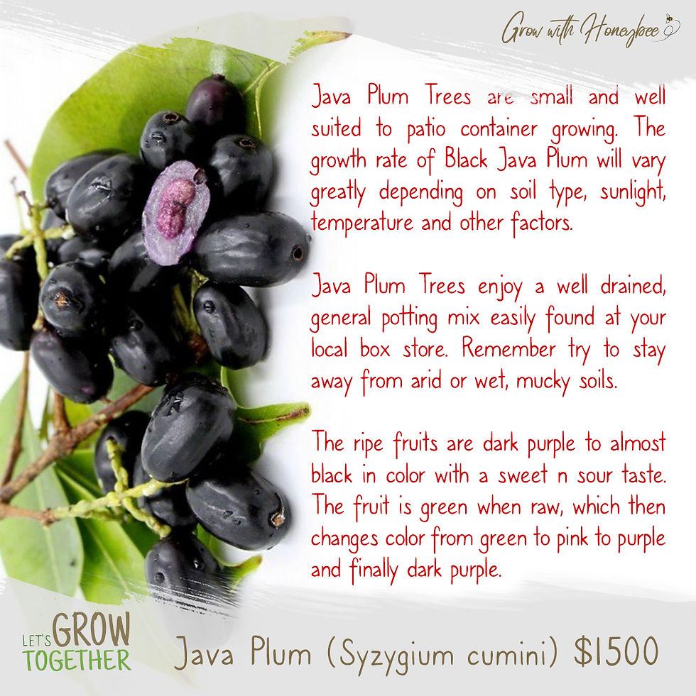 Thumbnail: Java Plum