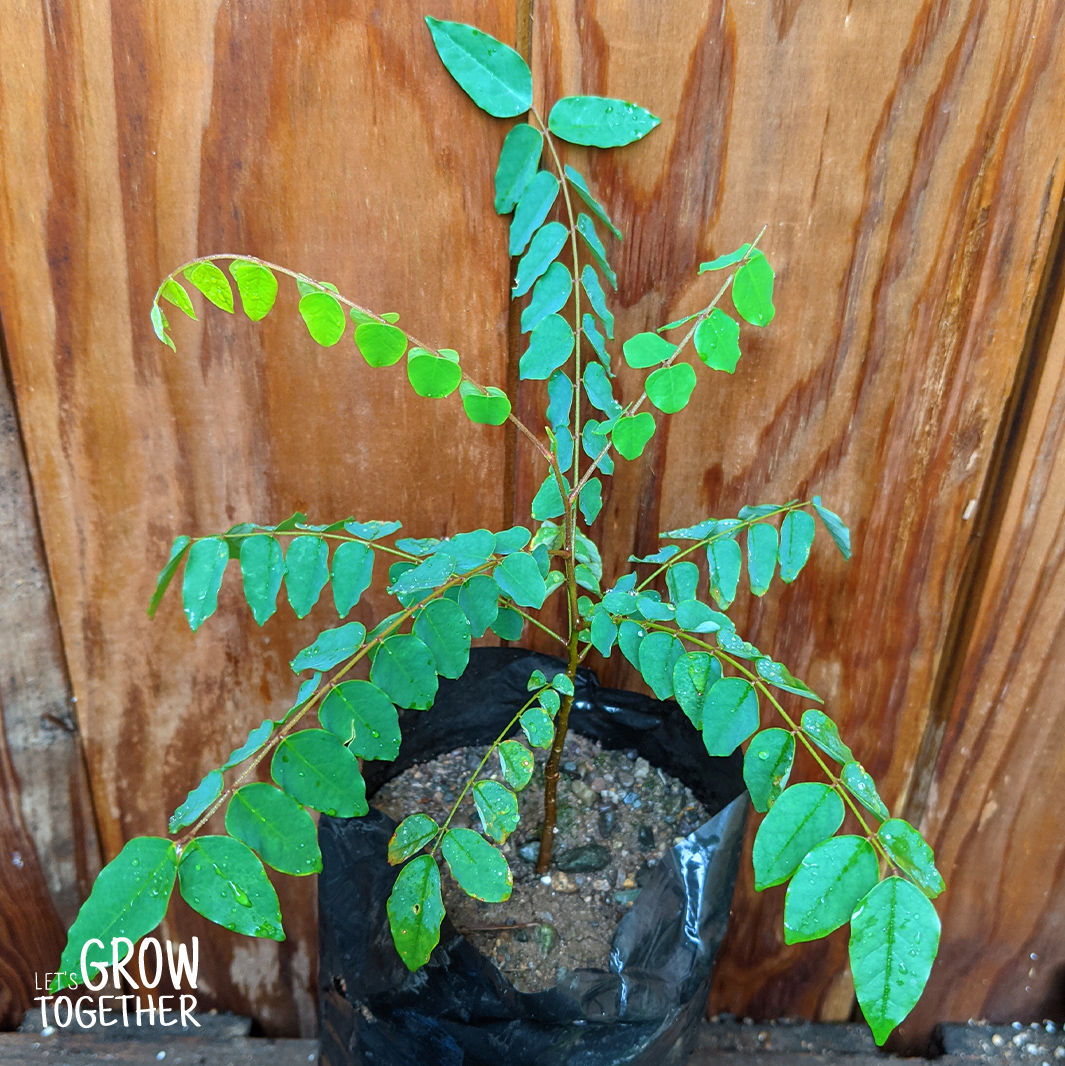 Starfruit (Carambola)