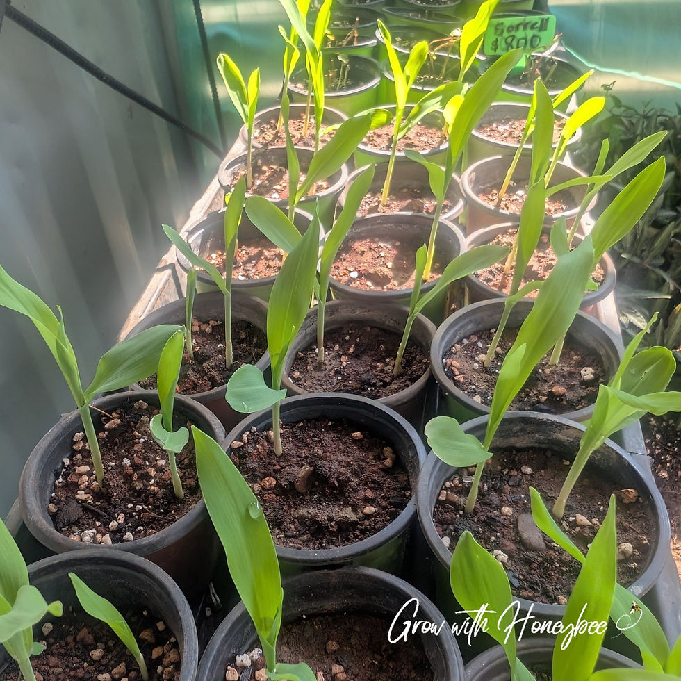 Thumbnail: Corn