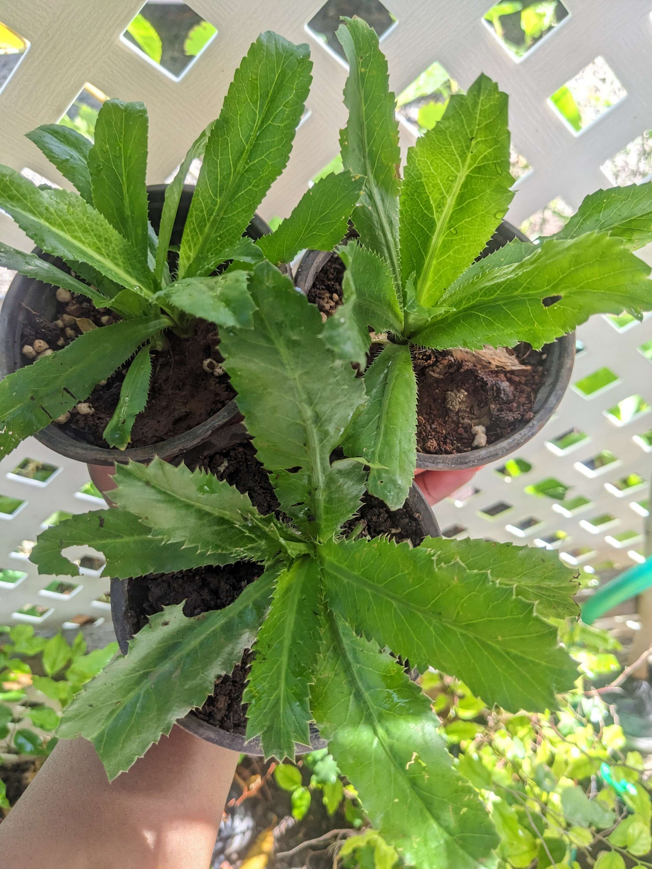 
Chadon Beni ( Culantro )