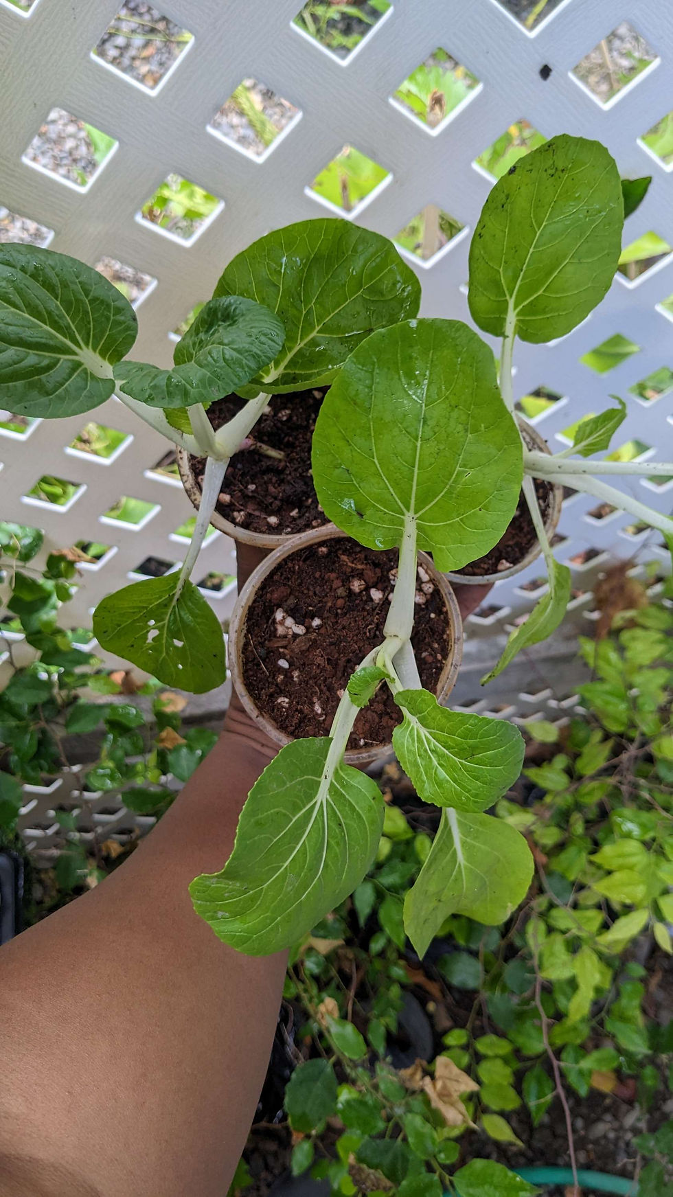 Thumbnail: Bok Choi (XL)