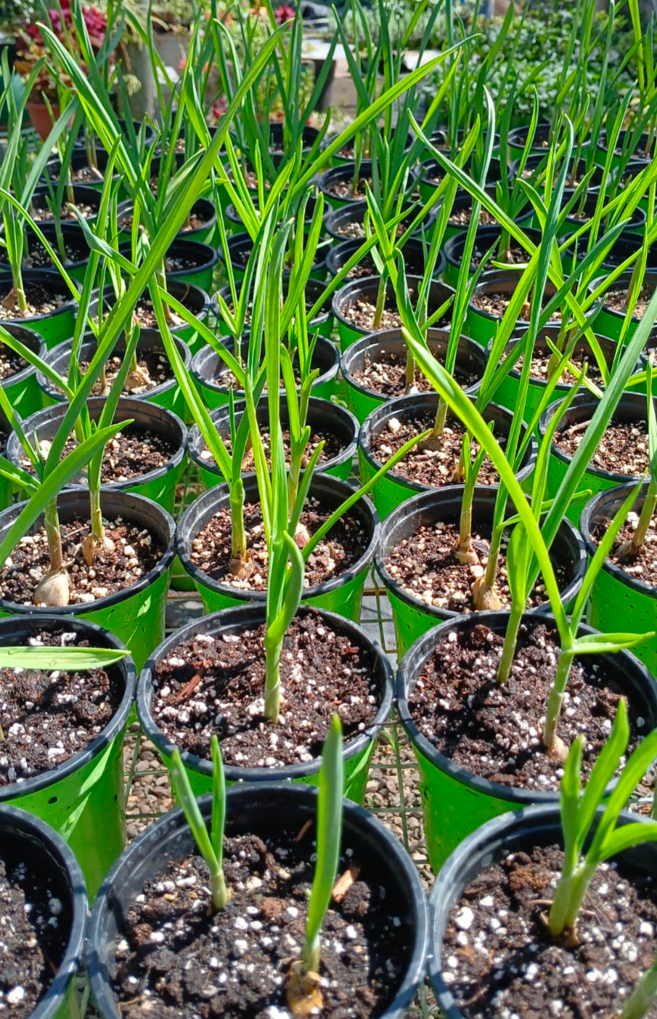 Garlic 