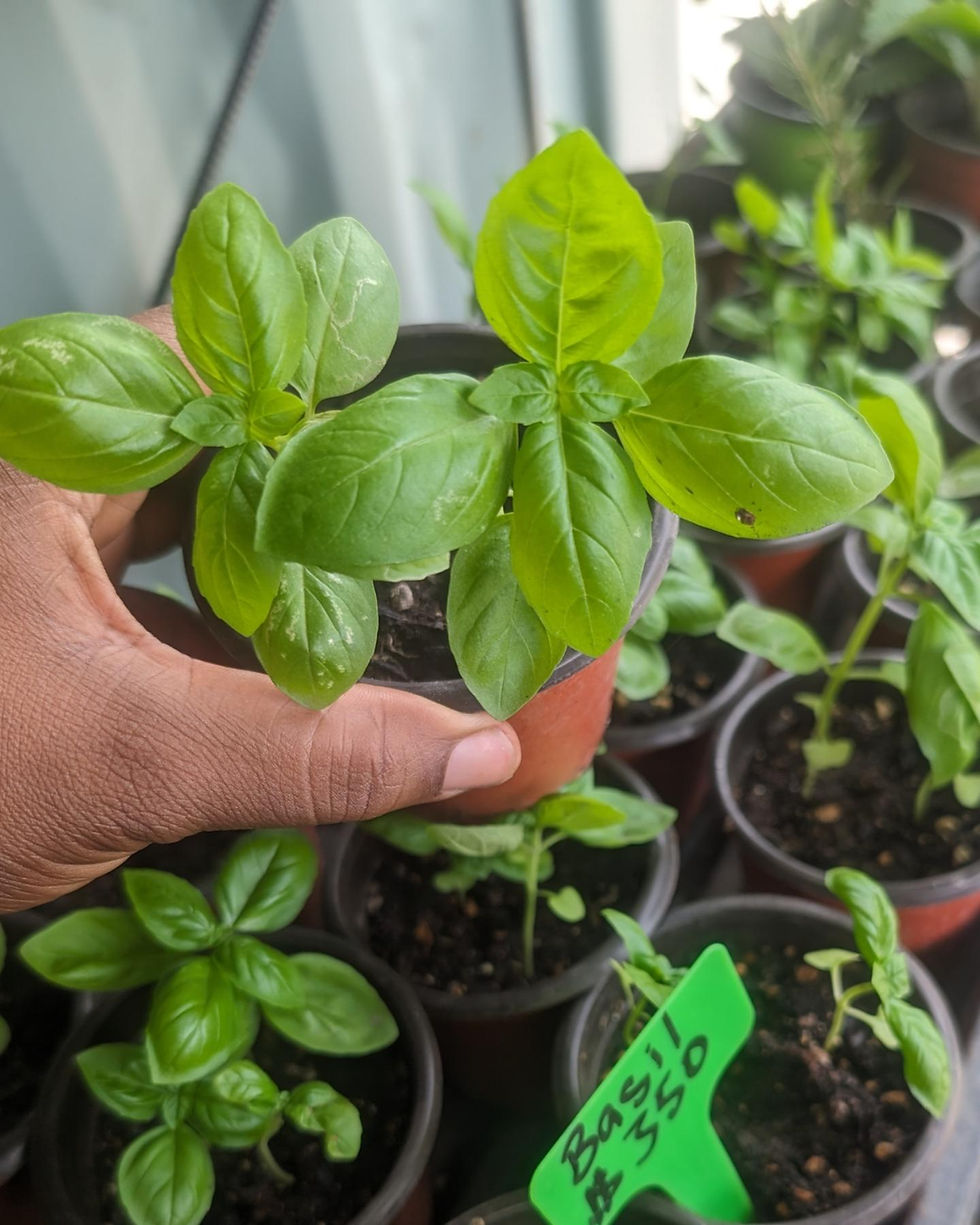 Thumbnail: Sweet Basil 