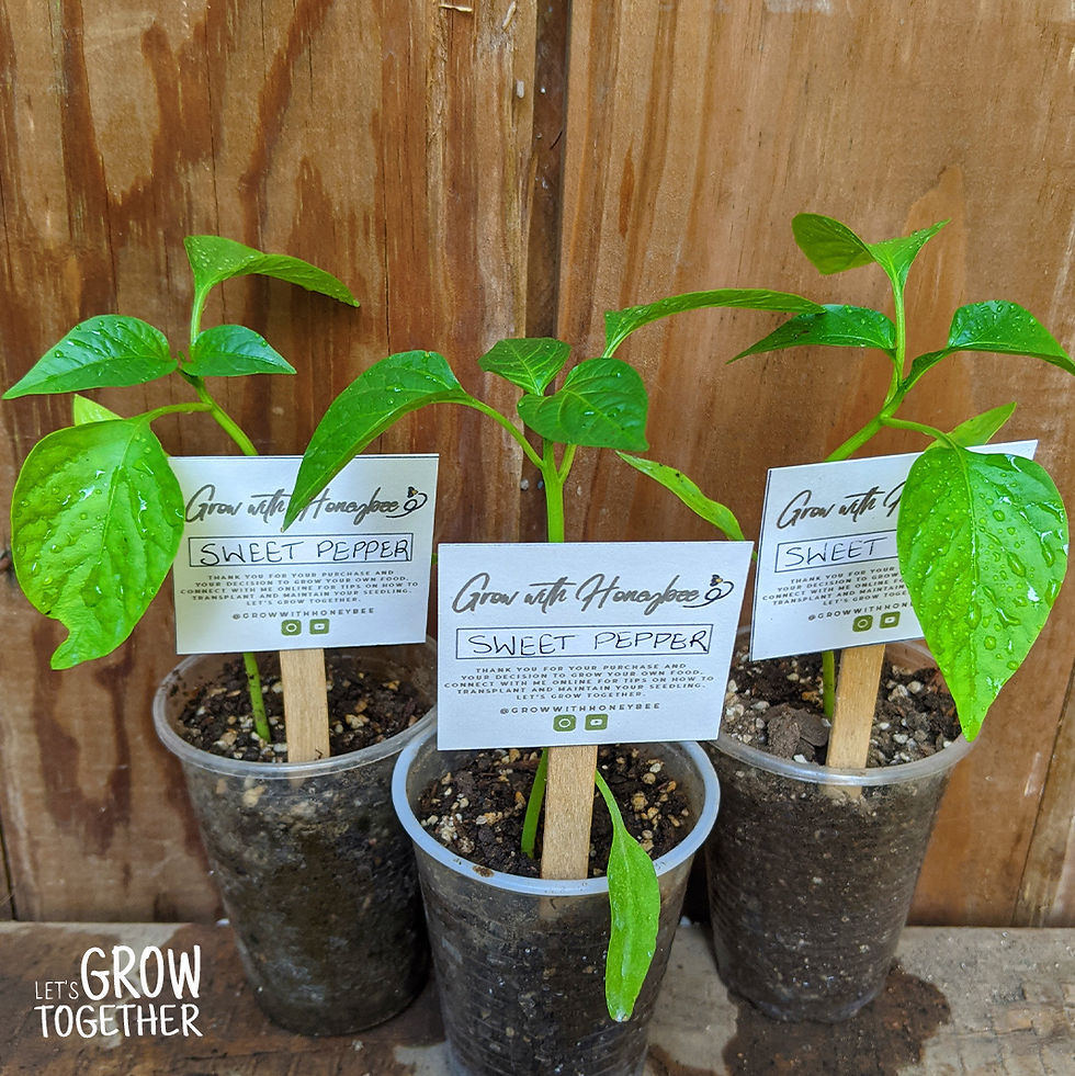 Thumbnail: Green Sweet Pepper(large)