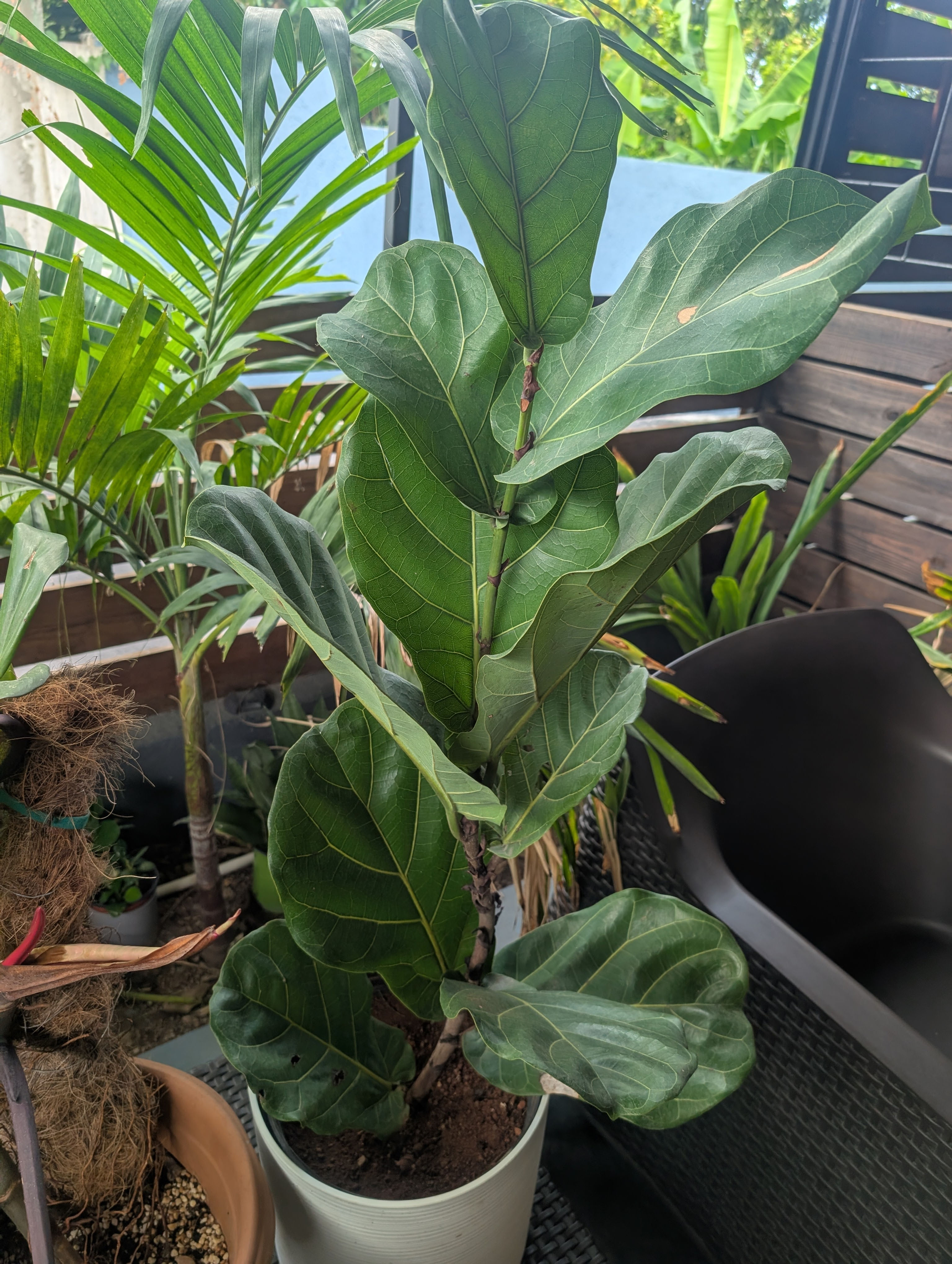 Fiddle Leaf Fig