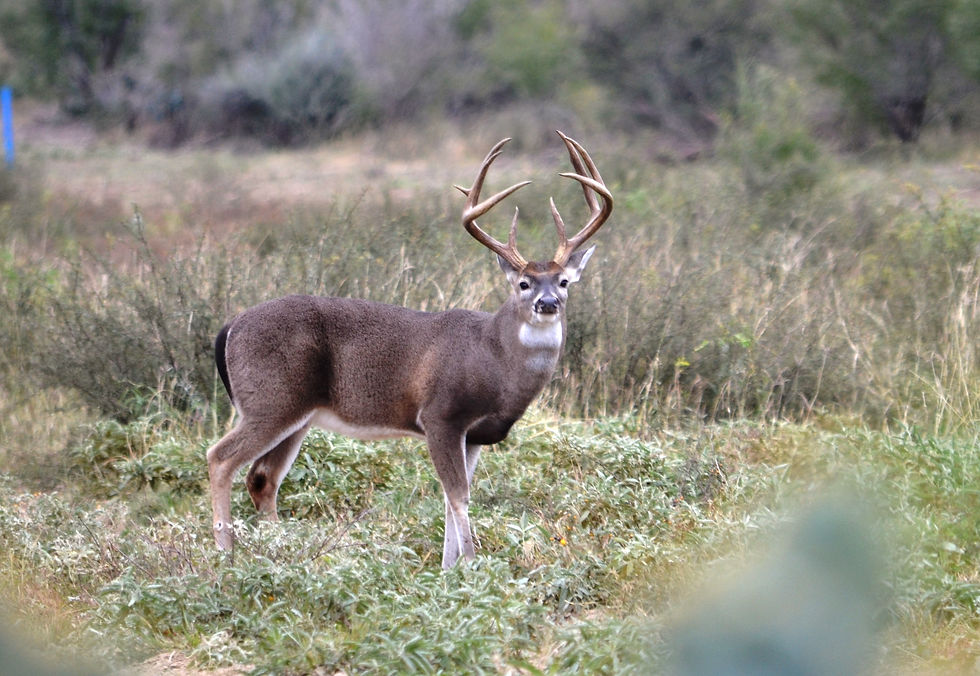 South Texas Buck