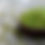 Thumbnail: GREEN MOONG DAL
