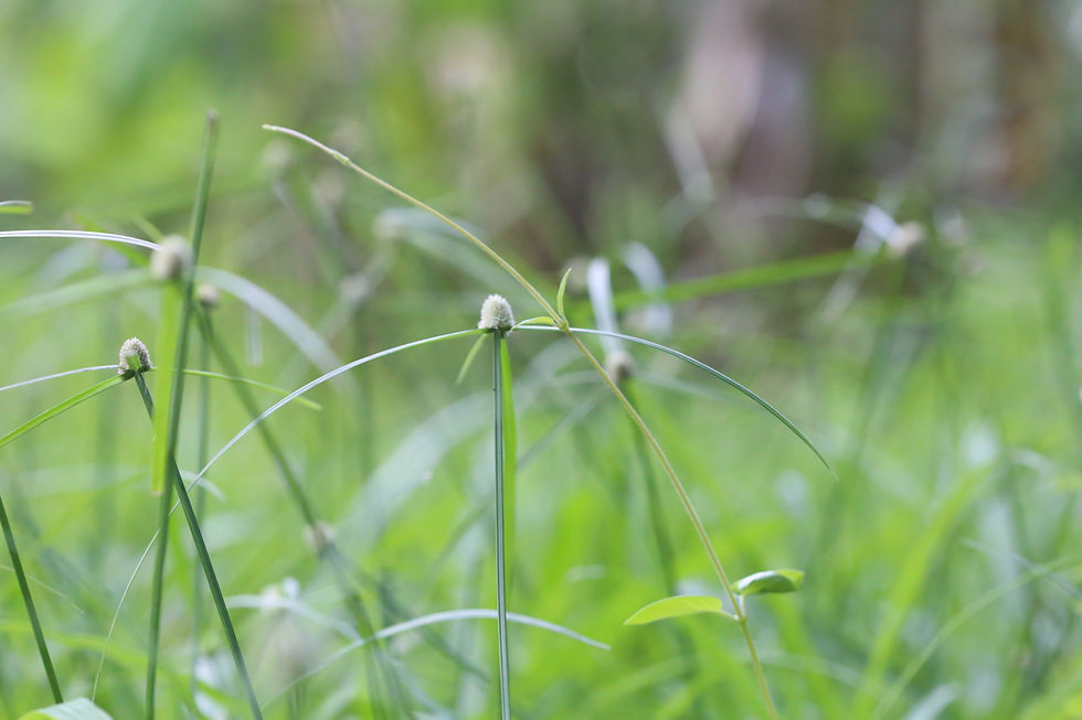 Thế giới tự nhiên mở dần ra - khi ta bước chân vào