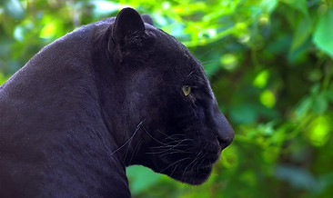 6889257-black-panther.jpg