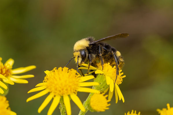pollinator.jpg