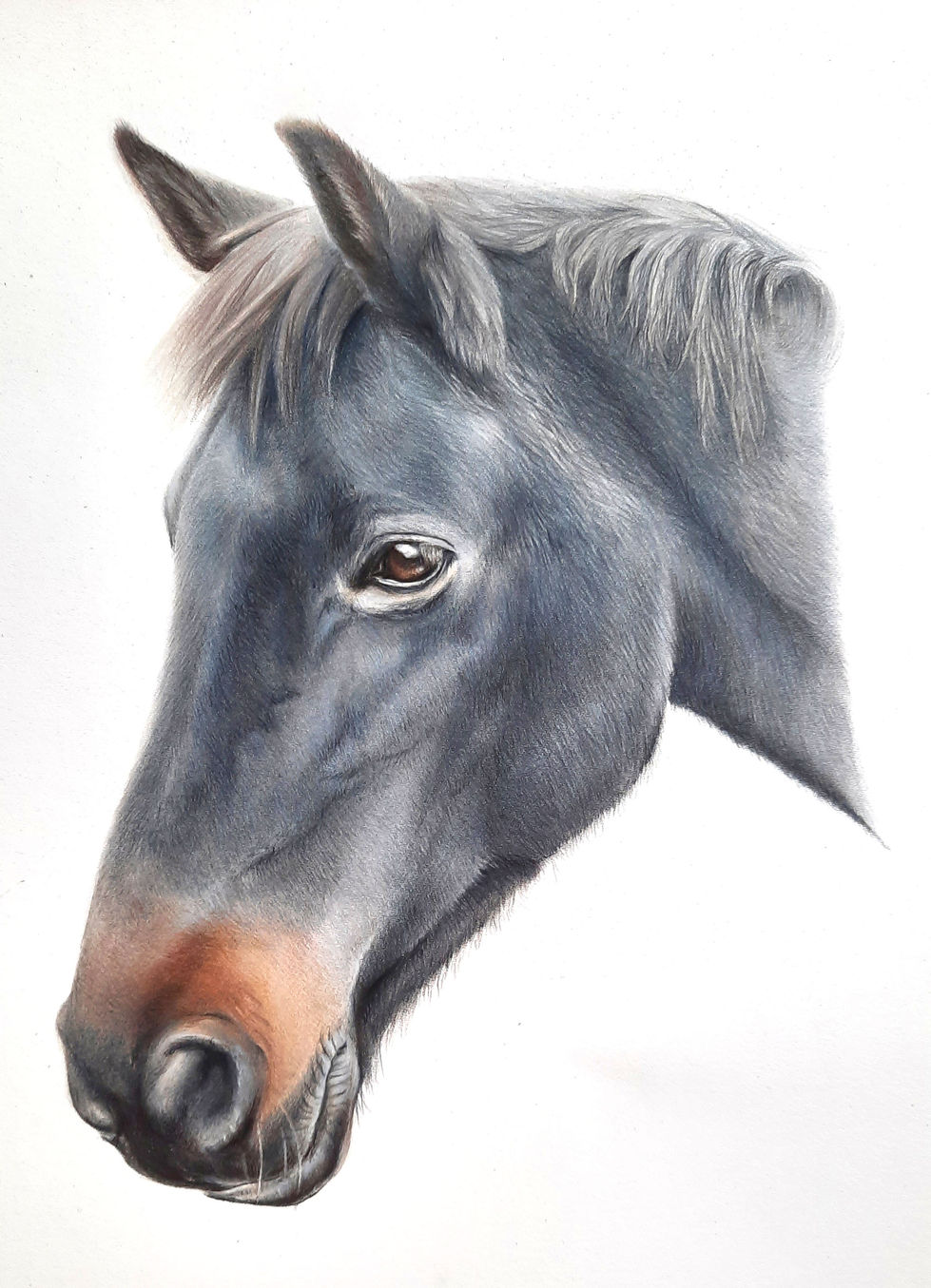 Hannah Norman equine portrait drawing, commission hand drawn in pencil from a photograph, somerset, uk.