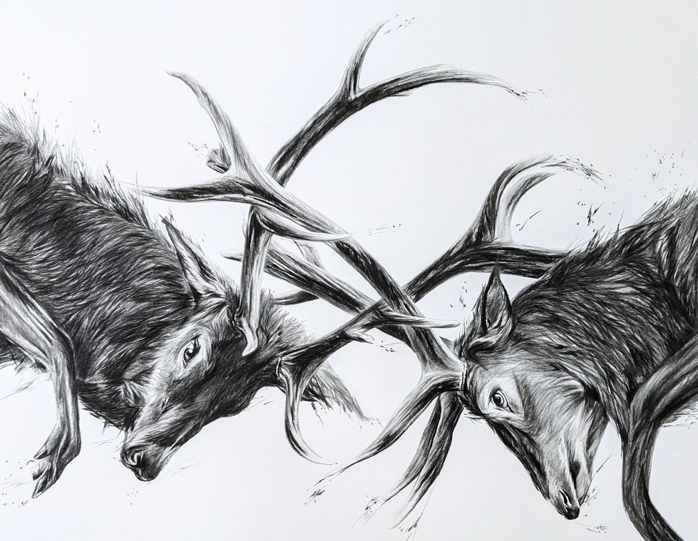 Rutting Stags