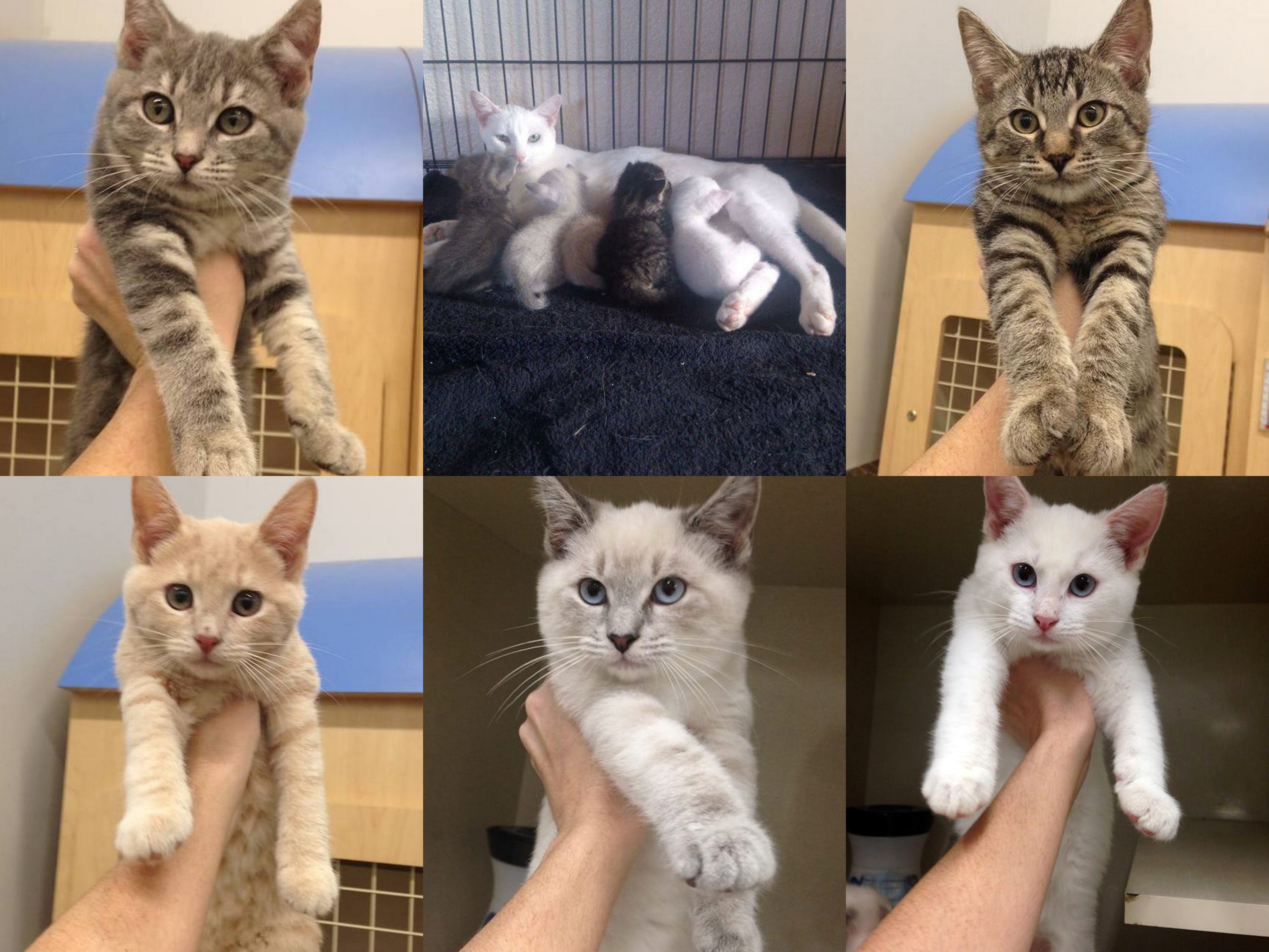Delano Rescue!