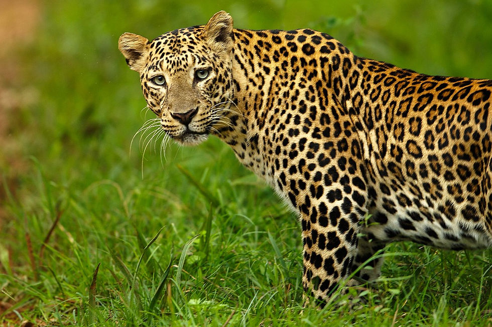 Mastering Linearity with Amur Leopards