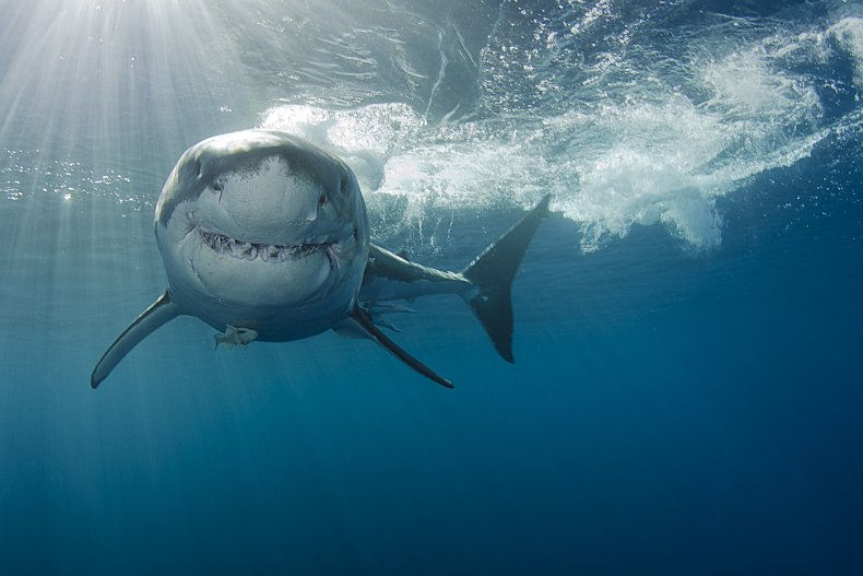 Geometry with Great White Sharks