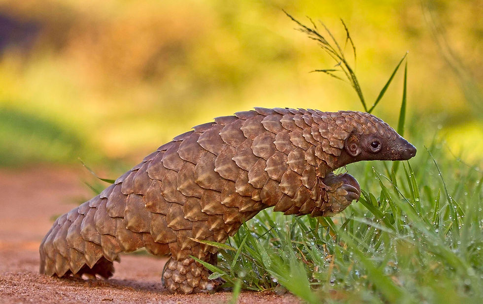 Pangolins Know Place Values