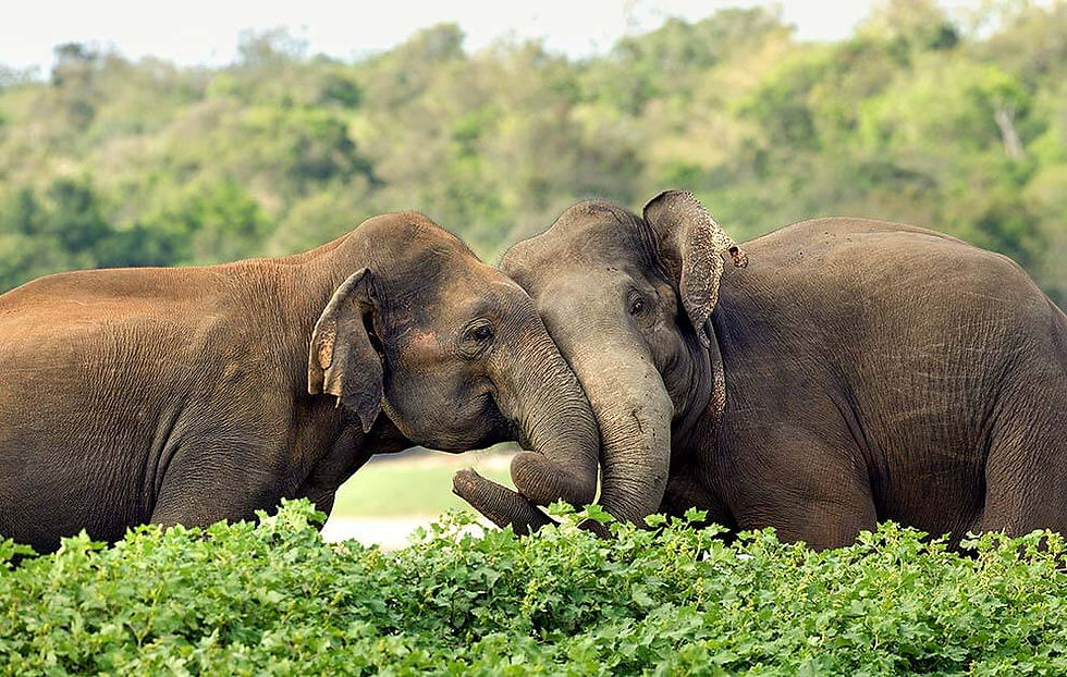 Expressions and Equations with Sri Lankan Elephants