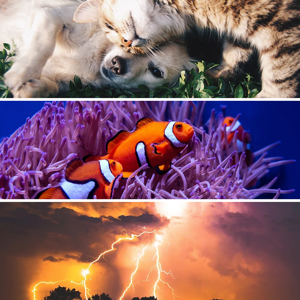 Science Super Pack: Term 1