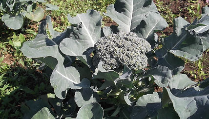 DSCF4084.JPG