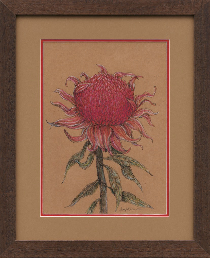 Waratah – framed pencil drawing