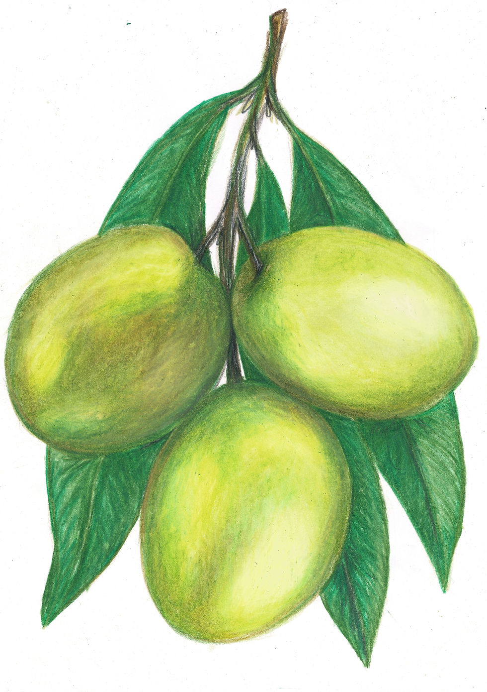 Drawing in Heathcote