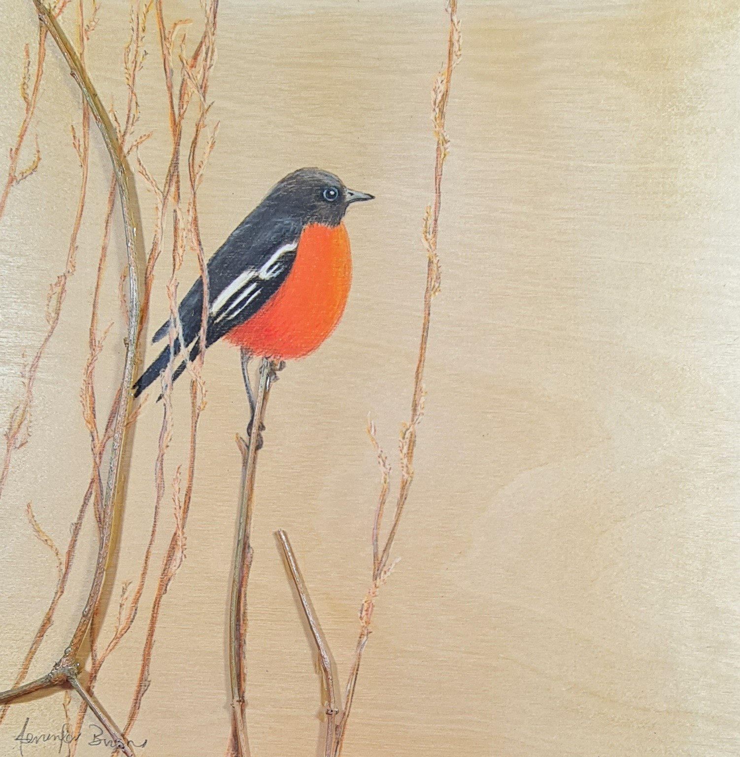 Flame Chested Robin