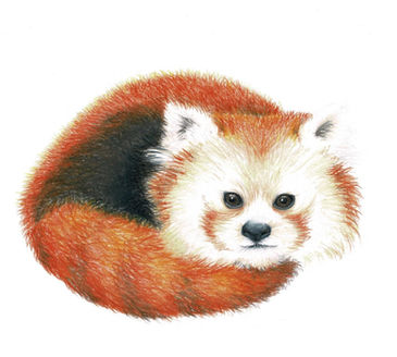 Red Panda